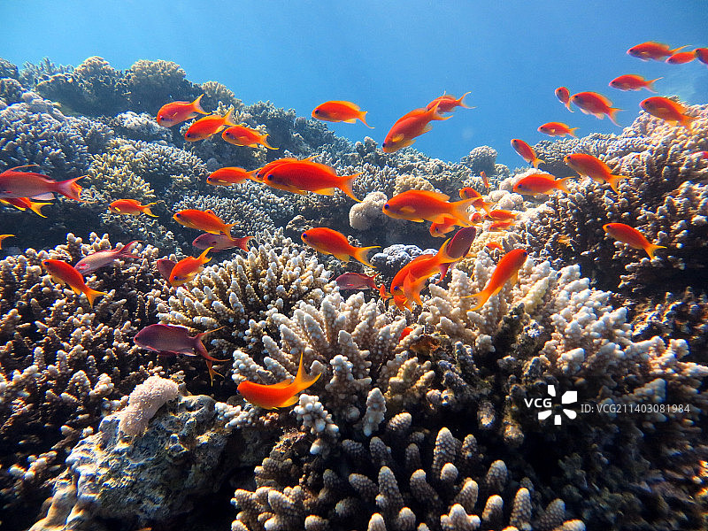 埃及南西奈省海中琴海豚特写图片素材