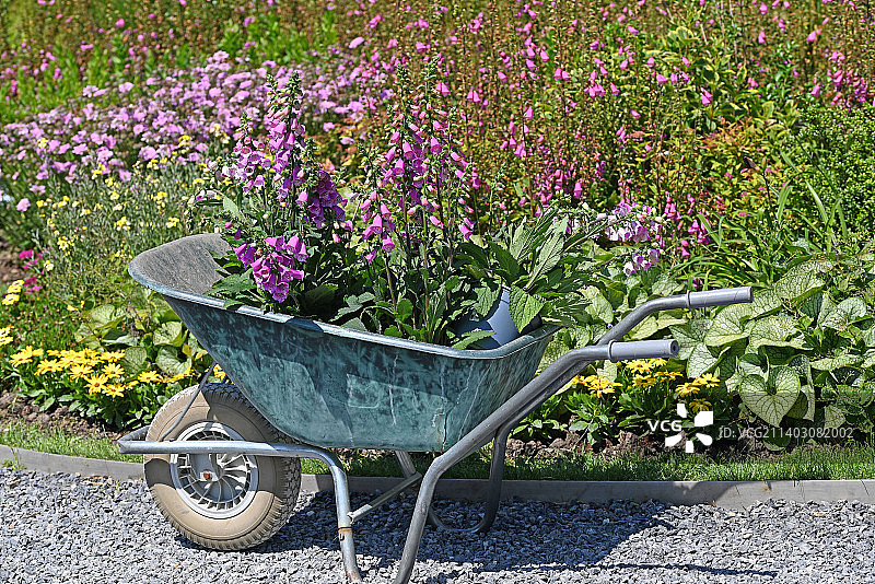 多年生花园里的手推车上的毛地黄植物图片素材