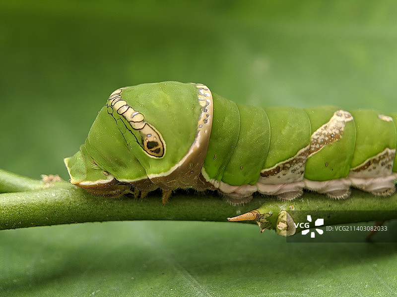 马来西亚丁加奴州Jerteh的常见摩门幼虫微距照片图片素材