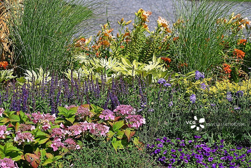 绣球花、鼠尾草和矮牵牛的美丽花园图片素材
