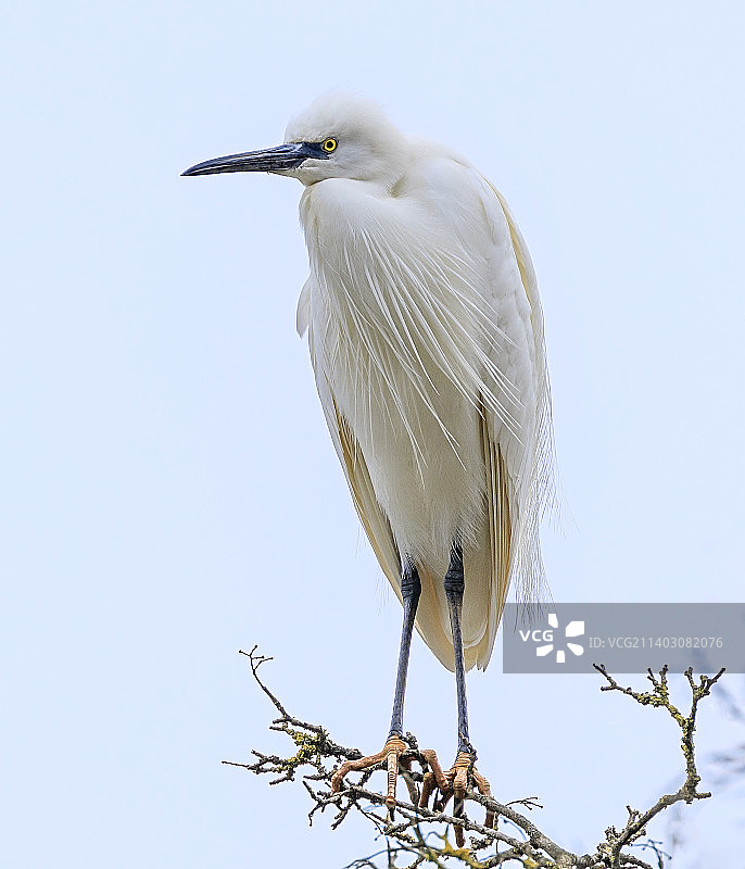 仰视视角：白鹭栖息于树枝图片素材