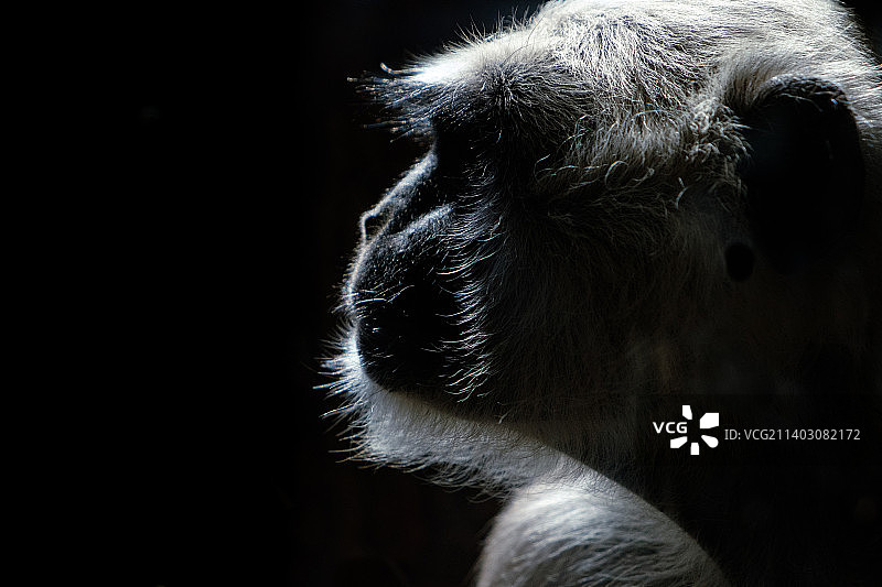 黑色背景上的黑狗特写，意大利贝内文托图片素材