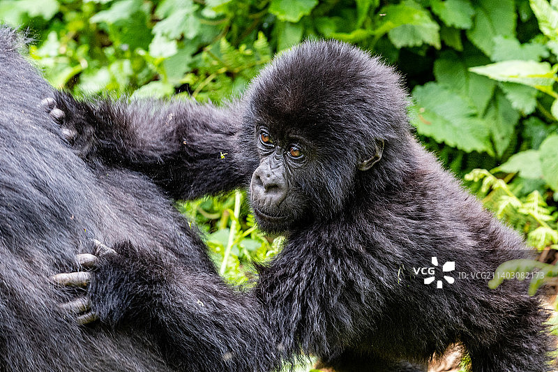 山地大猩猩远望特写图片素材