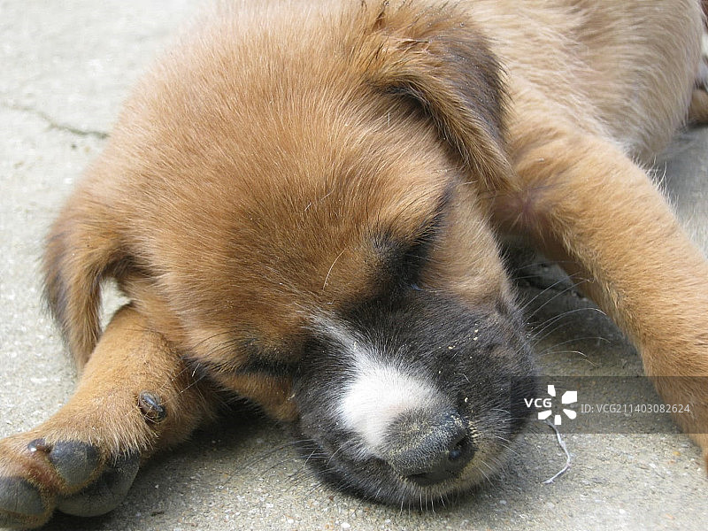 睡觉的狗的特写图片素材