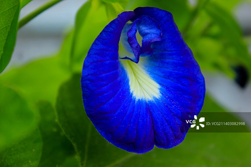 紫色鸢尾花特写，印度尼西亚，北苏门答腊省图片素材