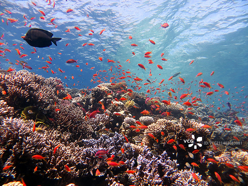 埃及西奈半岛南部海中鱼群图片素材