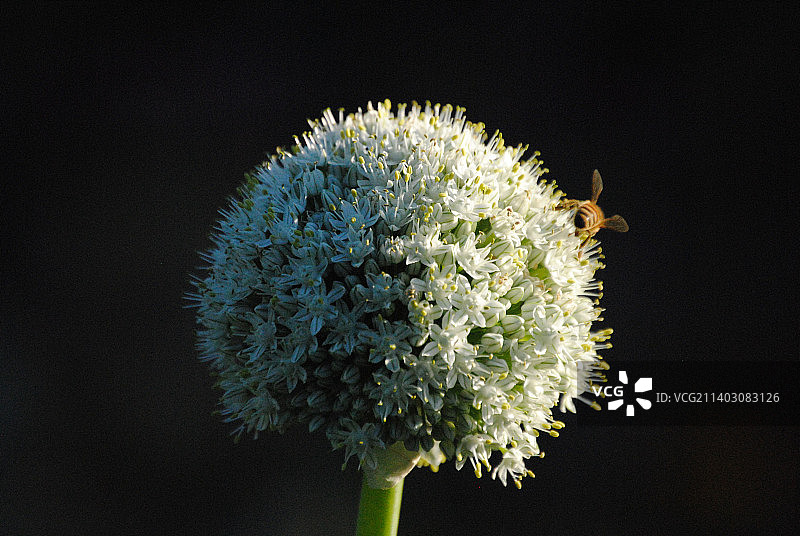 黑色背景下的白色花朵特写图片素材
