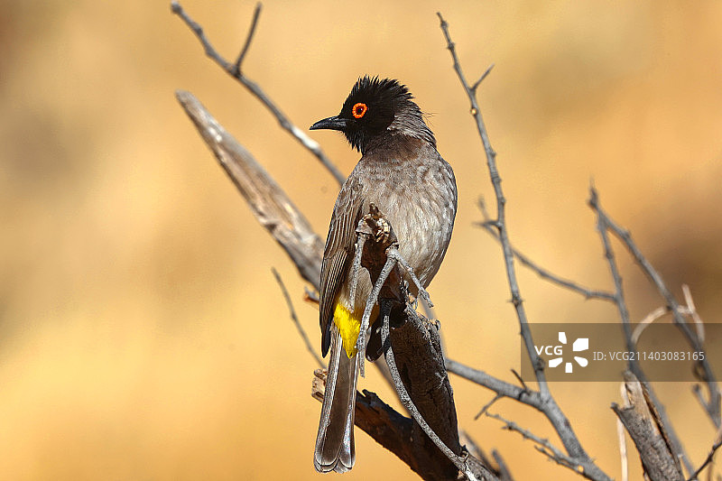 温得和克纳米比亚栖息在树枝上的热带鸟类特写图片素材