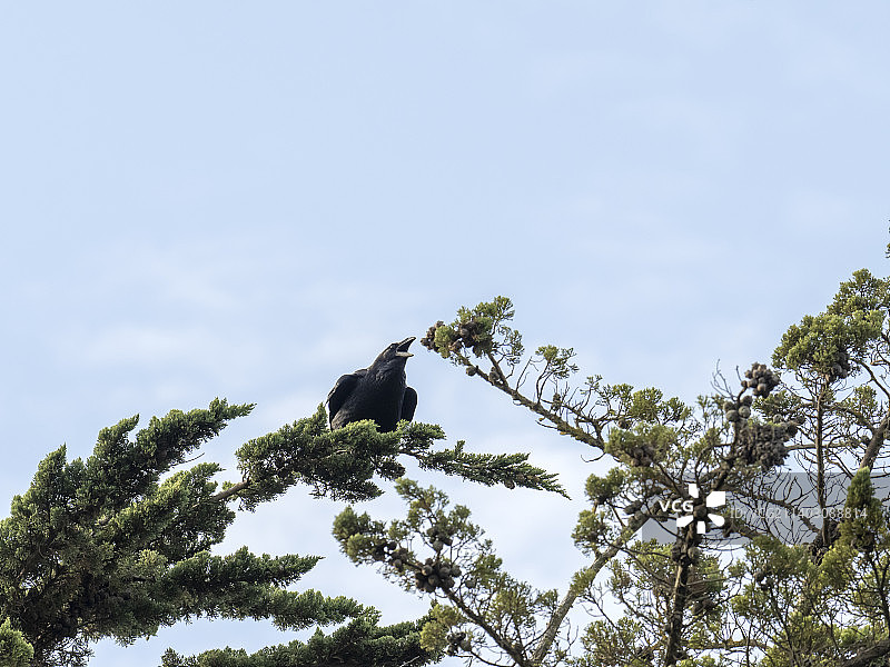 英国怀特岛淡水中的渡鸦图片素材