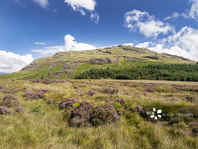 英国湖区达顿河谷哈特山下的盛开石楠花图片素材