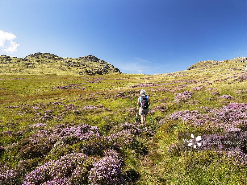 英国湖区达顿河谷上方Harter Fell下盛开的石楠花与徒步女性图片素材