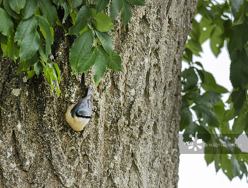 欧亚山雀图片素材