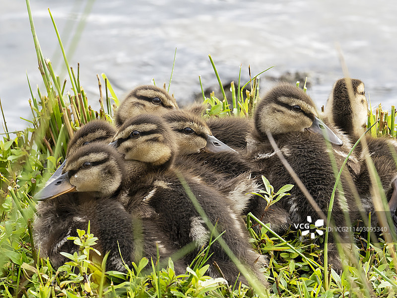英国湖区安布尔赛德的绿头鸭与小鸭图片素材