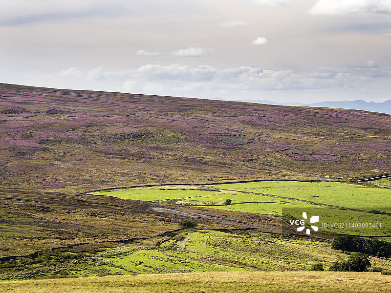 英国约克郡博兰荒原上受松鸡射击业破坏的石楠荒地图片素材