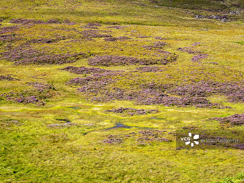 英国湖区达顿河谷哈特山下的盛开石楠花图片素材