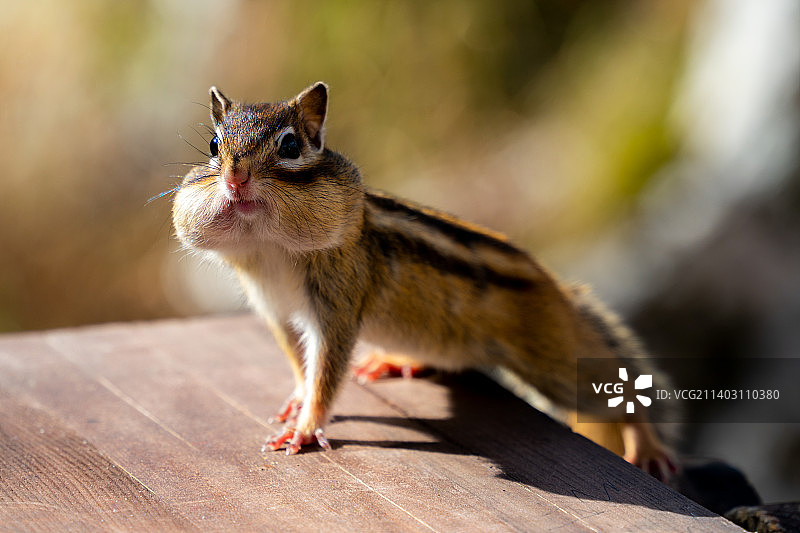 小松鼠图片素材