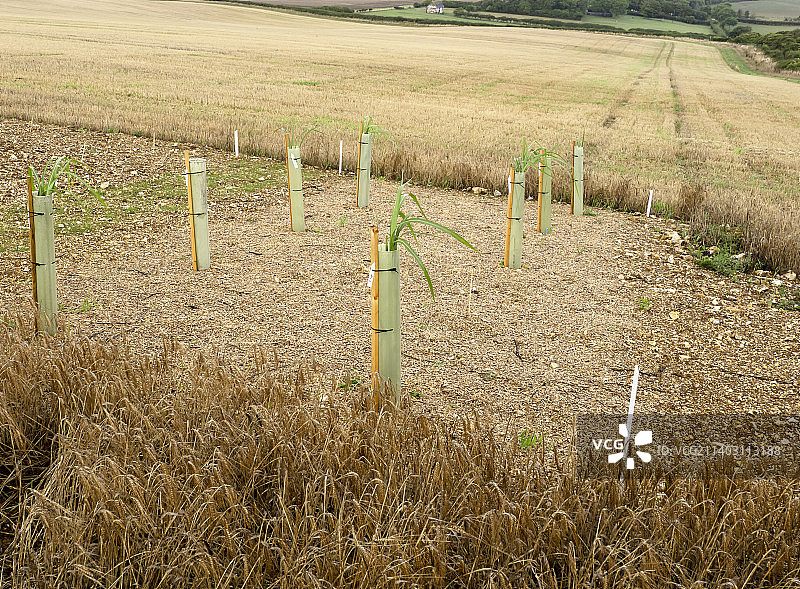 英国怀特岛沙尔科姆：象草生物燃料作物的田间试验图片素材
