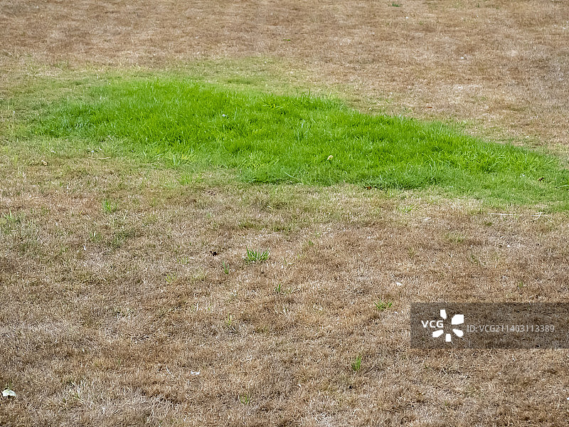 2022年夏季英国牛津热浪干旱下的干枯草坪图片素材