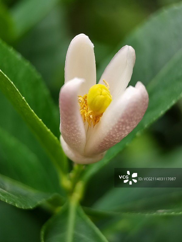 柠檬花图片素材