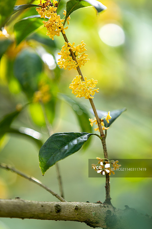 金秋桂花图片素材