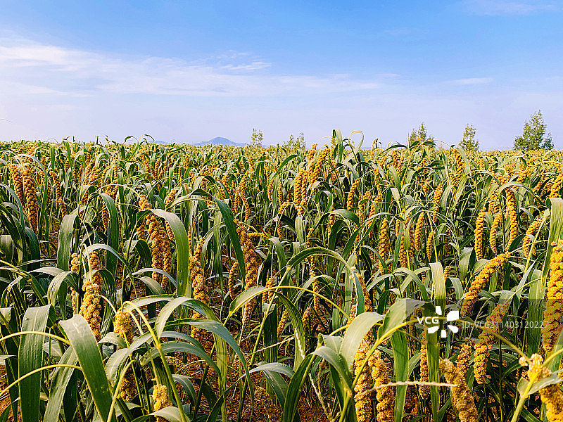 地上作物仰天生长的特写镜头图片素材
