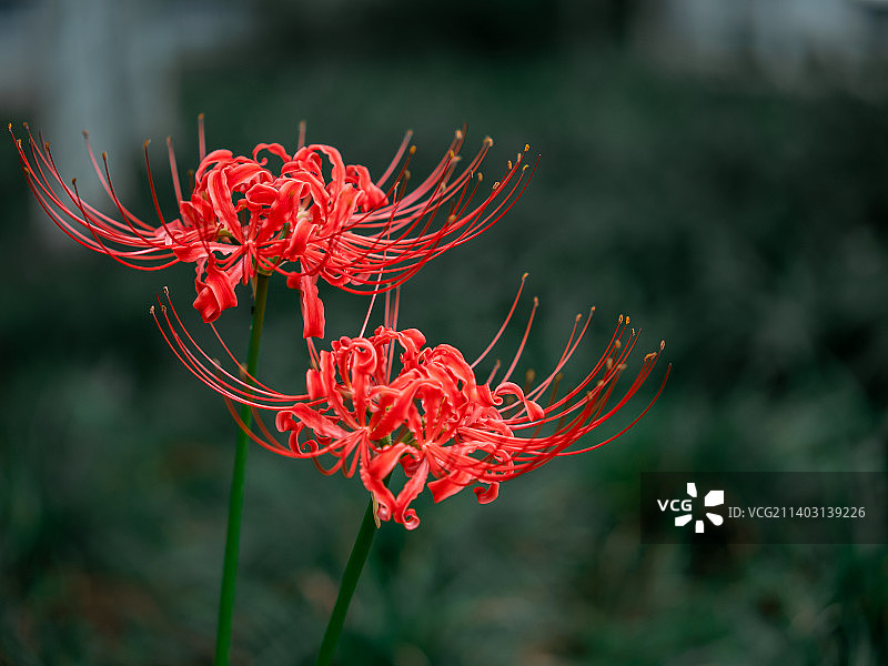 红花植物特写图片素材