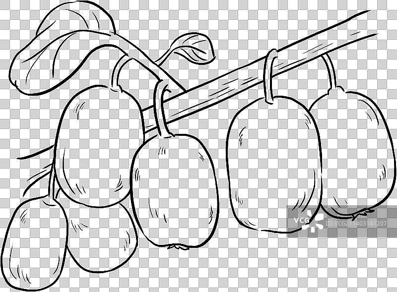 猕猴桃图片素材