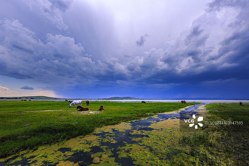 吃草的马图片素材