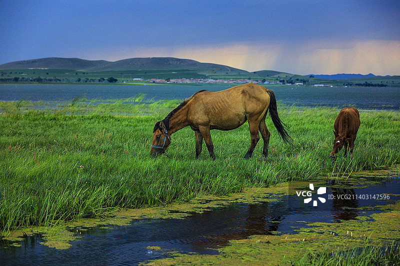 吃草的马图片素材