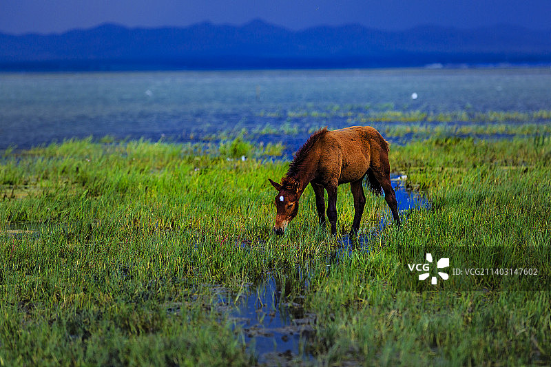 吃草的马图片素材