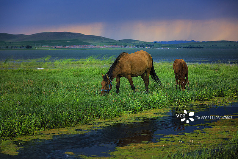 吃草的马图片素材