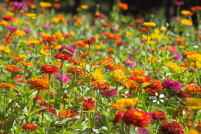 圆明园遗址公园百日菊花园图片素材