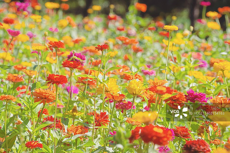 圆明园百日菊图片素材