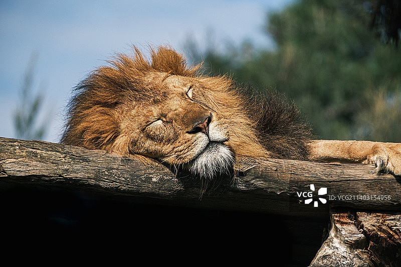 睡着的狮子图片素材