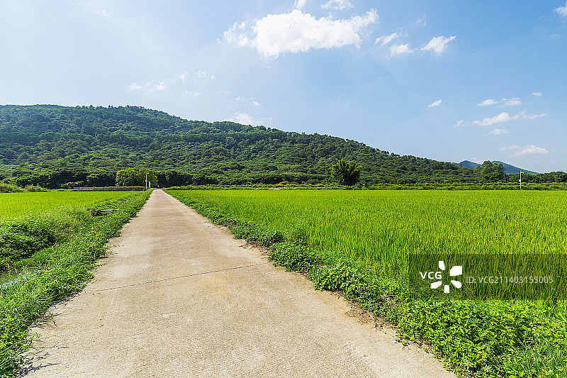 广州从化艾区米稻香小镇田园小路图片素材