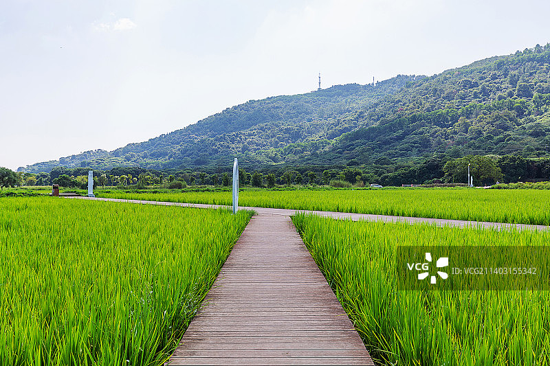 广州从化区艾米稻香小镇图片素材