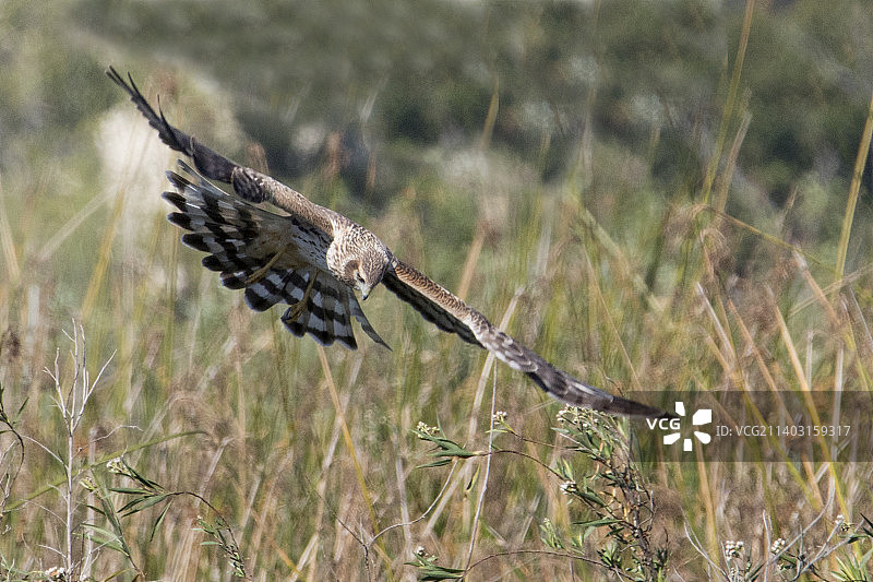 北美鹞雌鸟正在狩猎图片素材
