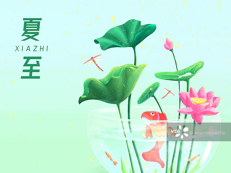 二十四节气之夏至-夏日里的金鱼荷塘 横版图片素材