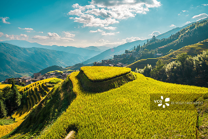 广西桂林龙胜龙脊梯田秋色图片素材