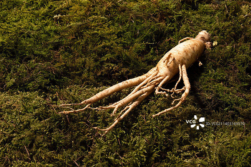 东方药用根植物新鲜人参图片素材