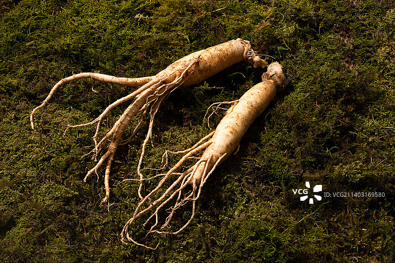 东方药用根植物新鲜人参图片素材
