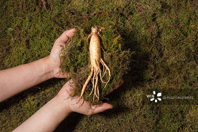 东方药用根植物新鲜人参图片素材
