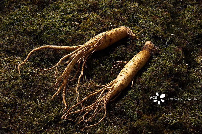 东方药用根植物新鲜人参图片素材