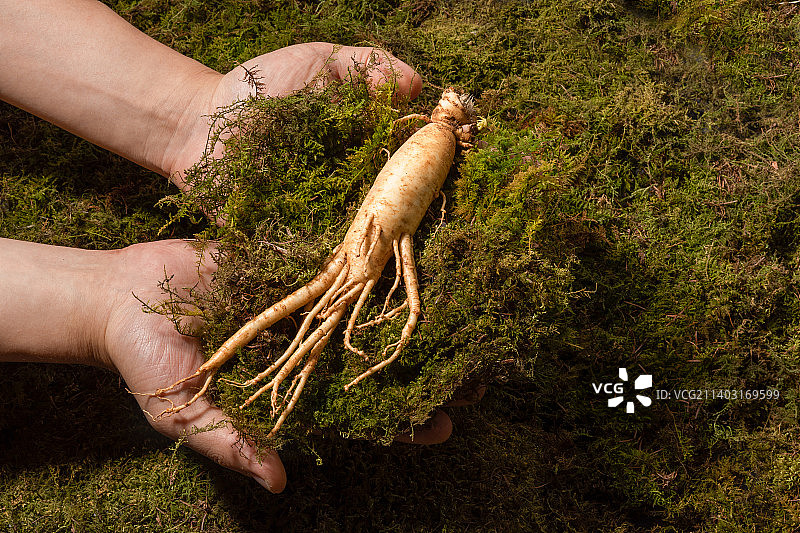 东方药用根植物新鲜人参图片素材