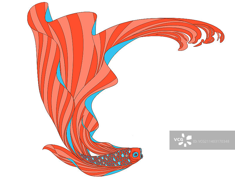 白色背景下的锦鲤图片素材