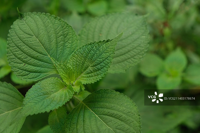 阴天下的叶脉细节图片素材