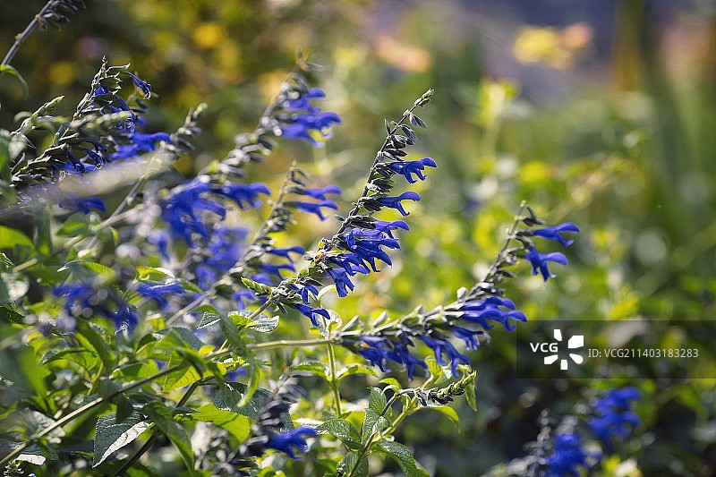 鼠尾草图片素材