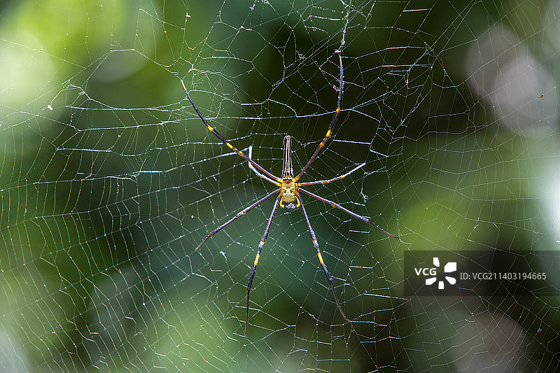 结网的人面蜘蛛图片素材