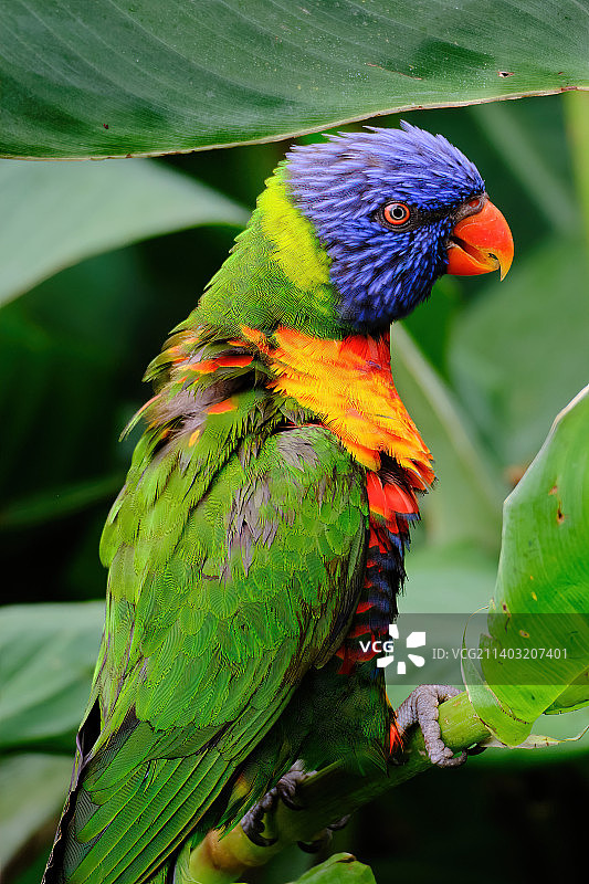 上海野生动物园-彩虹鹦鹉图片素材