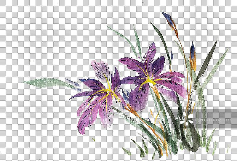 盛开的鸢尾花图片素材